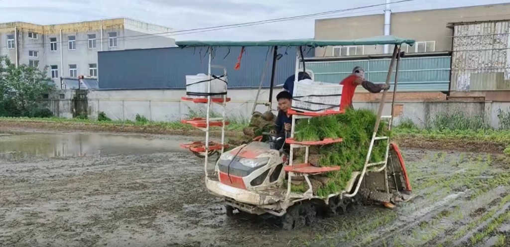 江蘇靖江雷沃小8行雜交水稻作業(yè)中，效果效率都相當(dāng)好